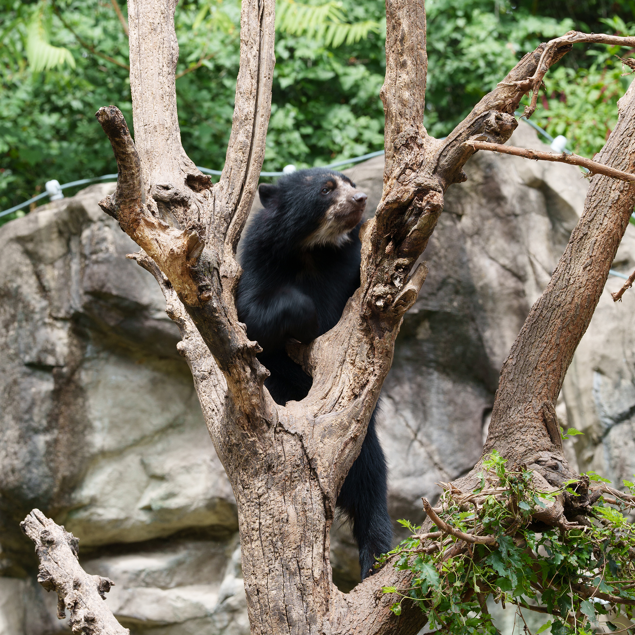 Bear in Tree